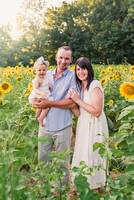 The F Family Sunflowers
